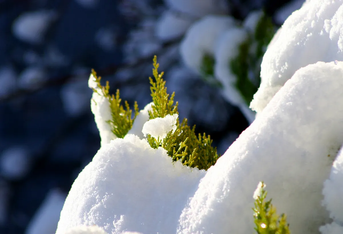 Beppu Winter Events 2026: Ultimate Guide