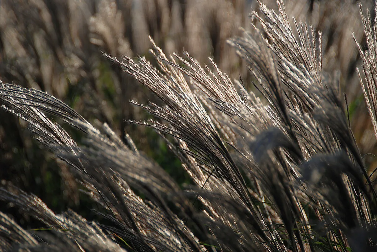 Where to Buy Beppu Fireworks Tickets Online