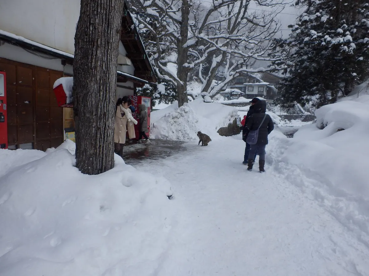 Snow Monkey Parks Near Hiroshima: 2026 Winter Guide