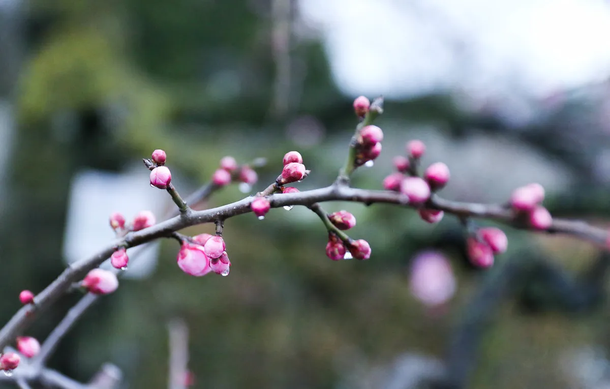 7 Best Winter Day Trips From Hiroshima for 2026