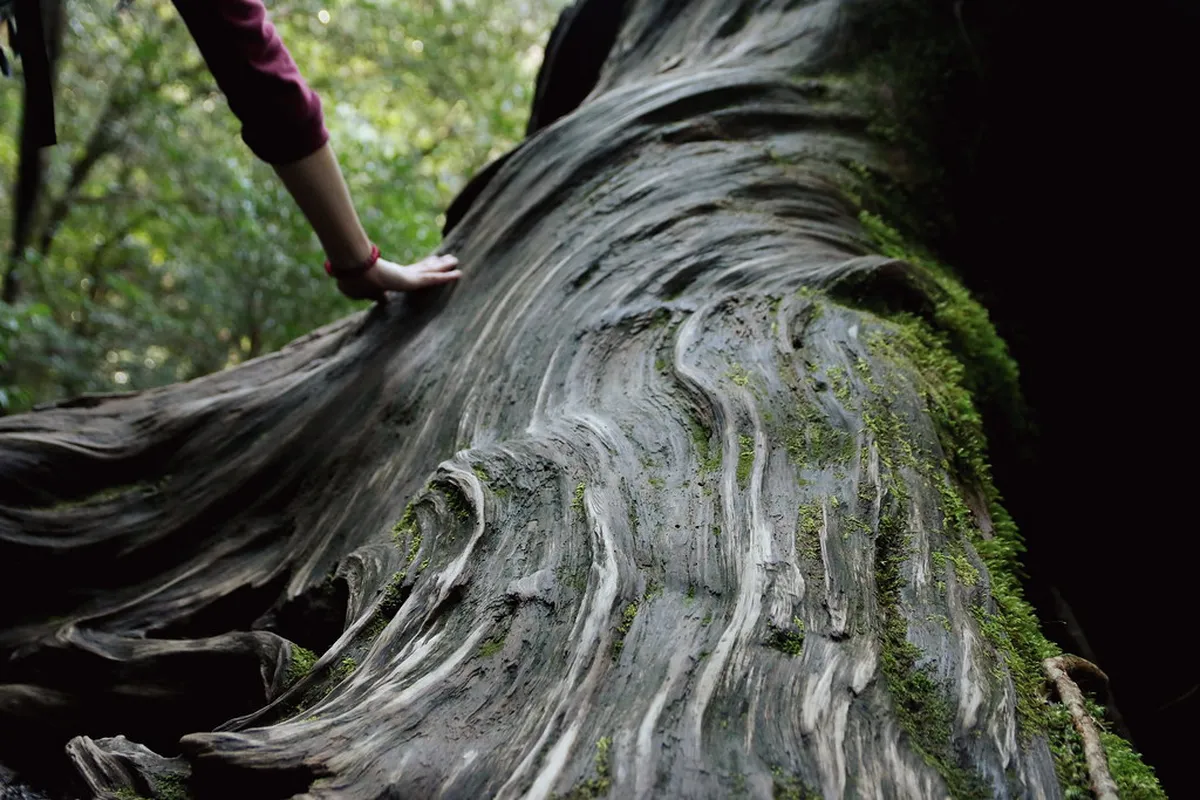 Kagoshima Winter Itinerary for Solo Travelers 2026