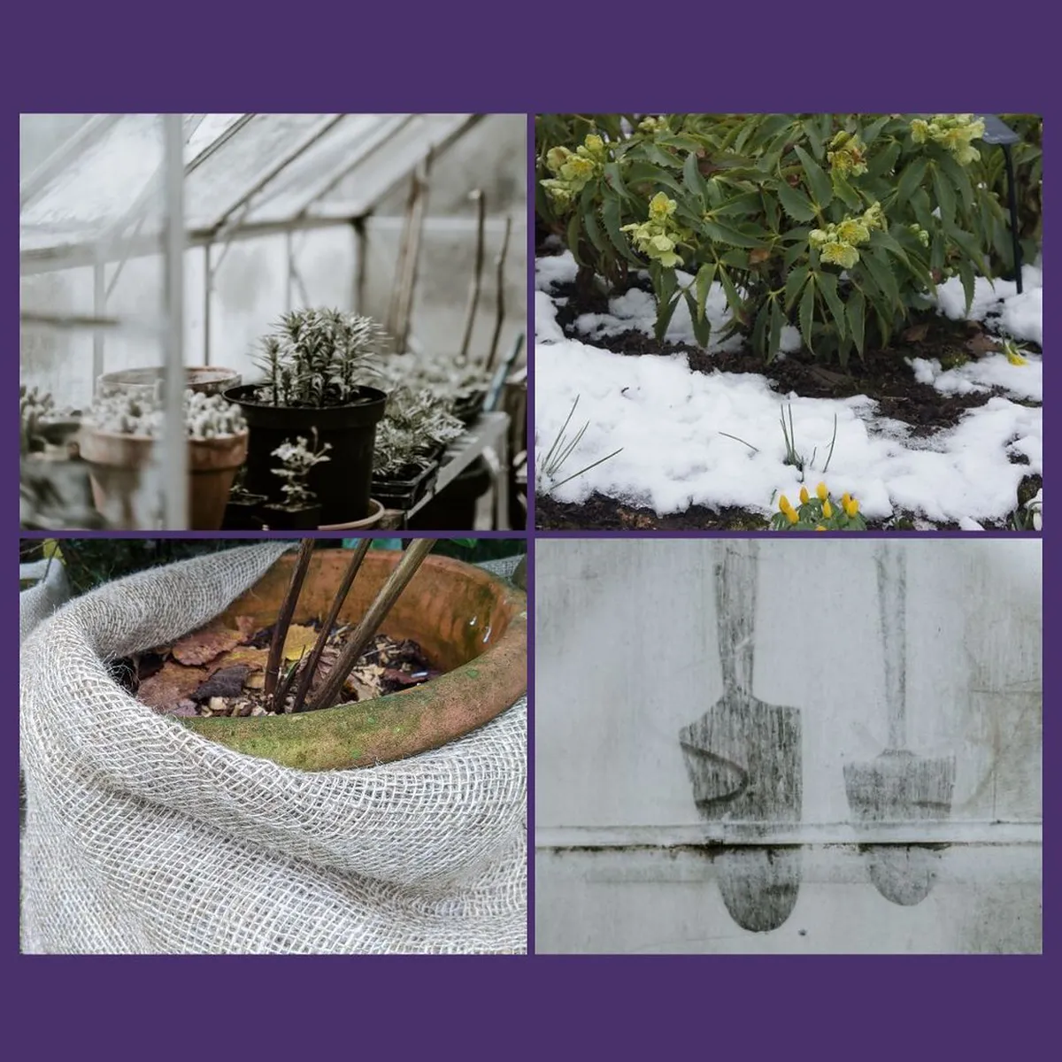 Budget Friendly Winter Snacks in Kamakura Shops