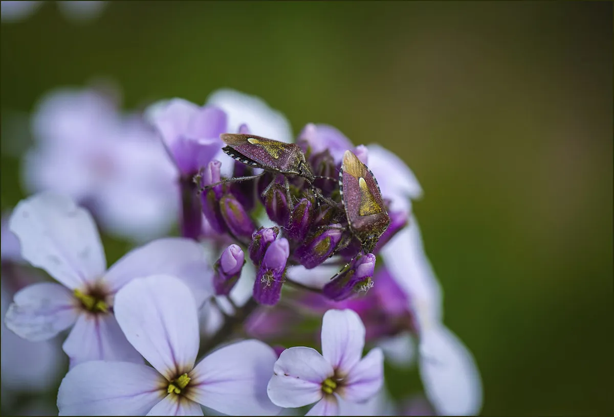 Jewel of Shonan 2026 Ticket Prices and Dates