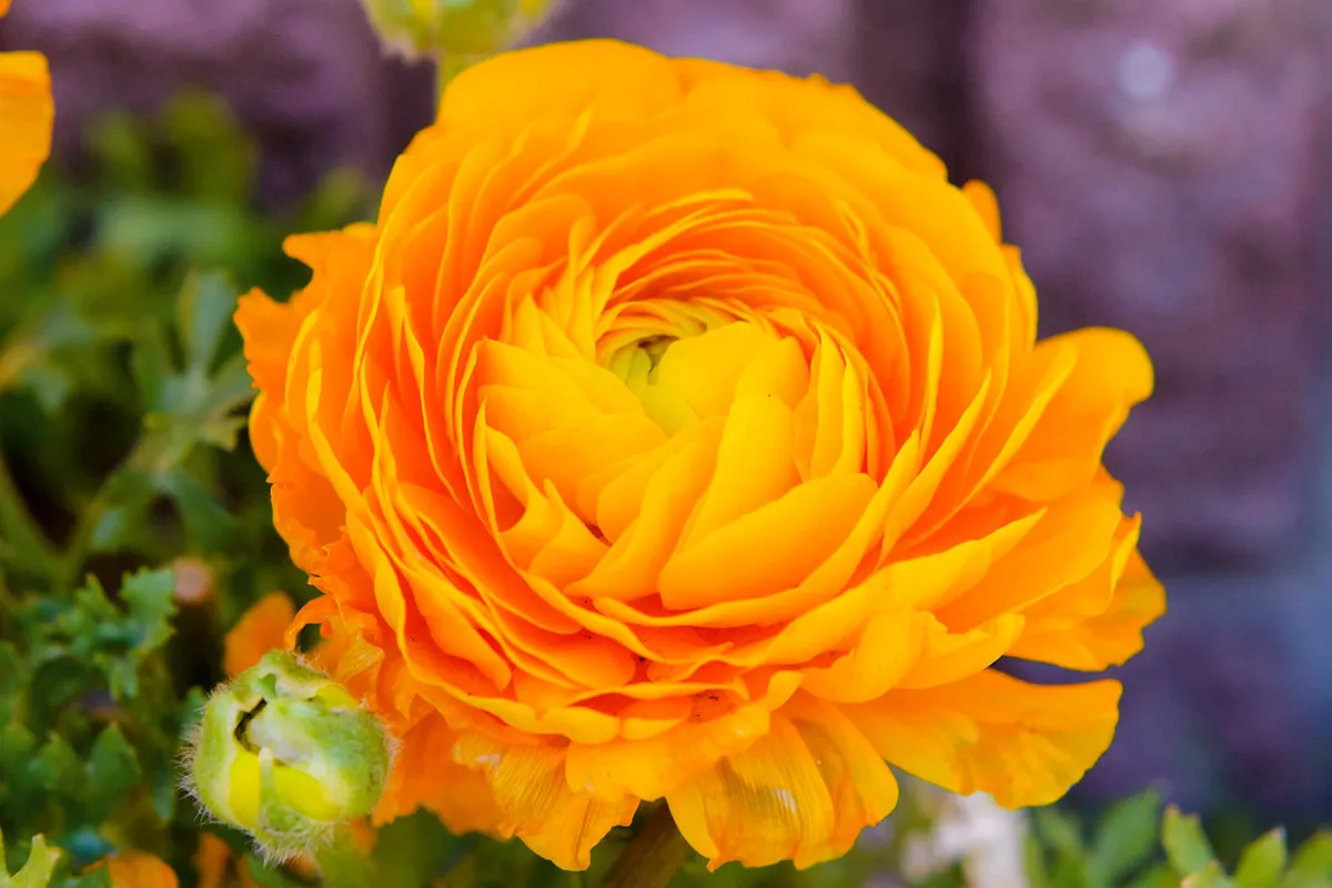 Winter Peony Garden Kamakura Guide 2026