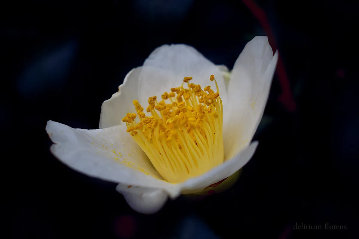 Combined Kumamoto and Aso Winter Travel Plan 2026