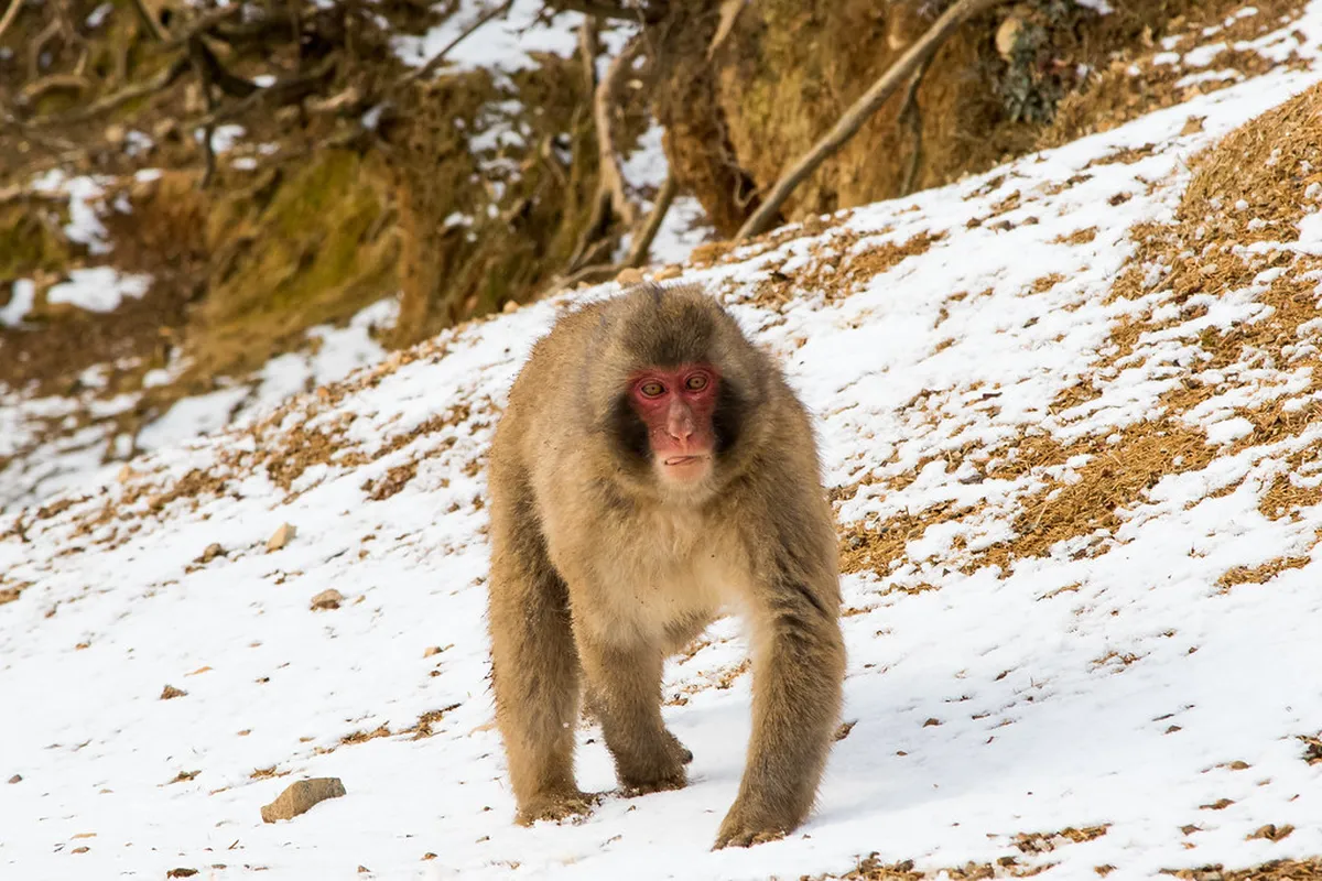 Arashiyama Monkey Park Winter Visiting Guide 2026