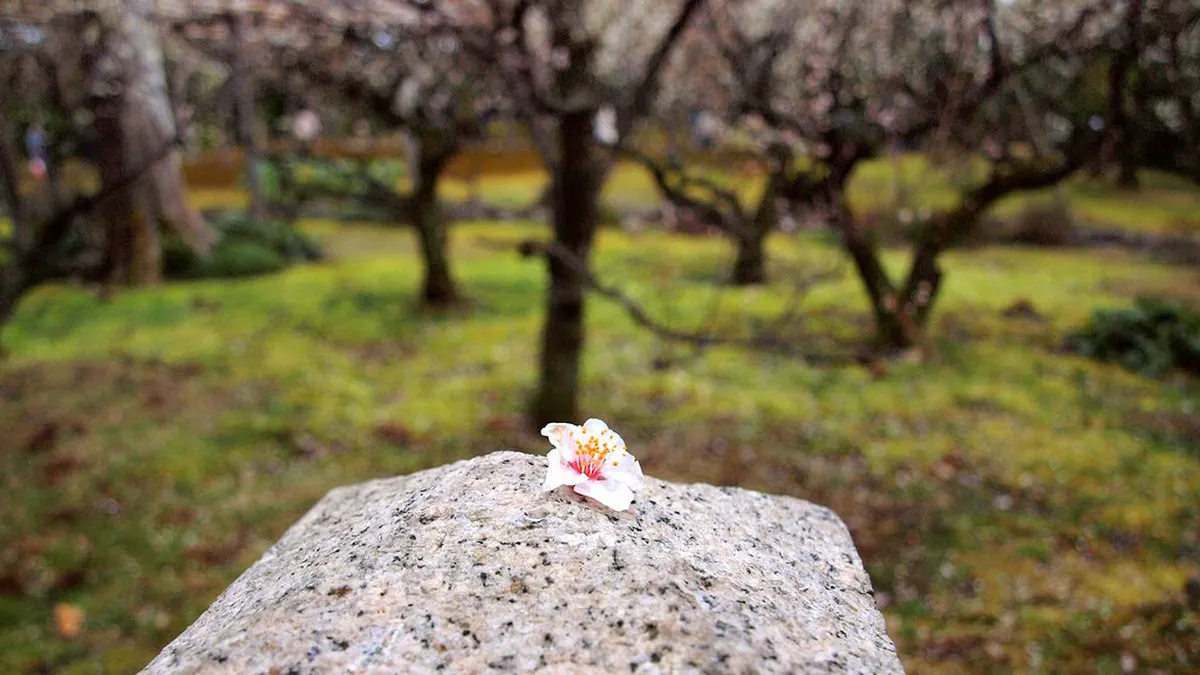 Jonangu Shrine Weeping Plum Blossom 2026 Dates