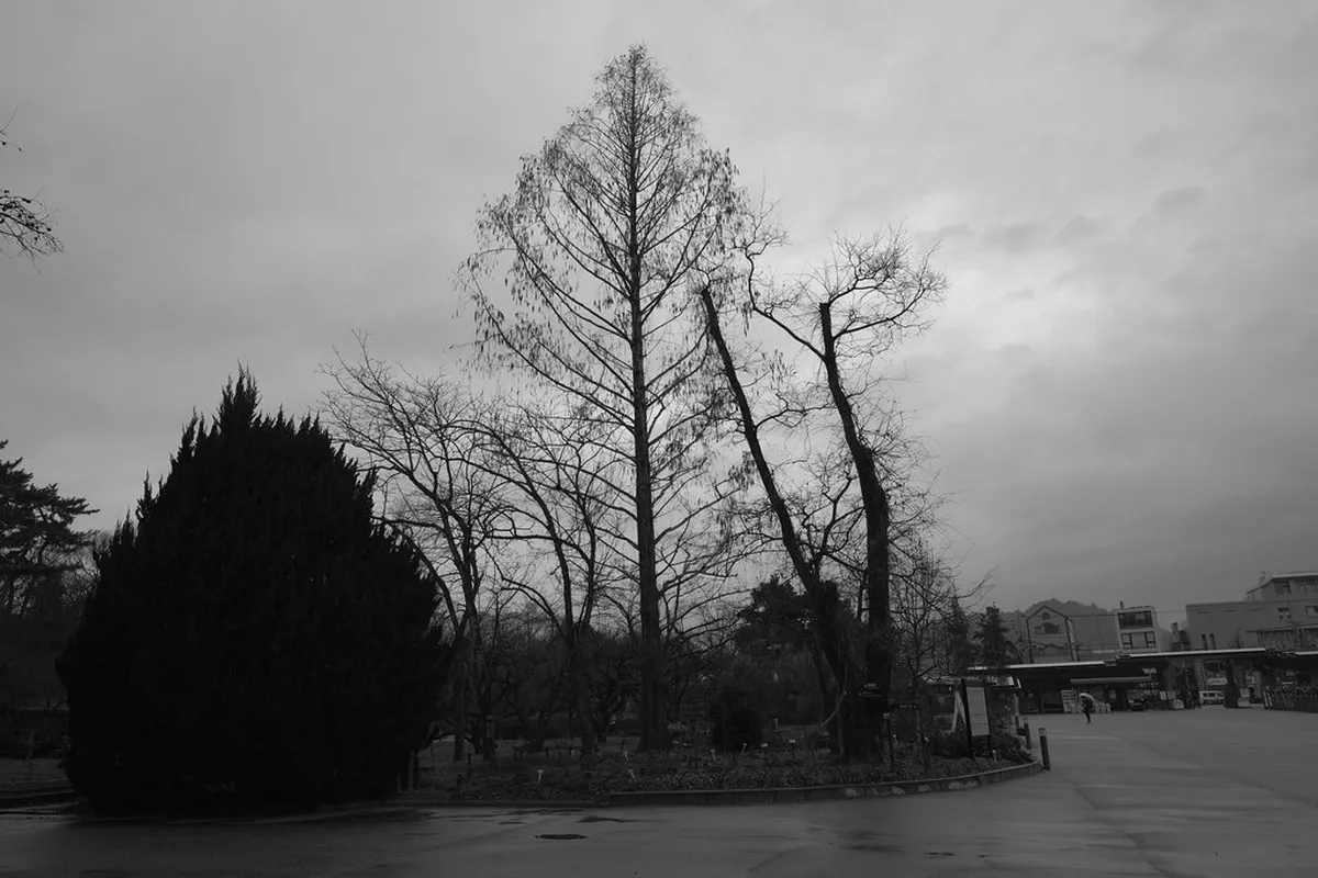 Kyoto Botanical Garden Winter Light Show Tickets