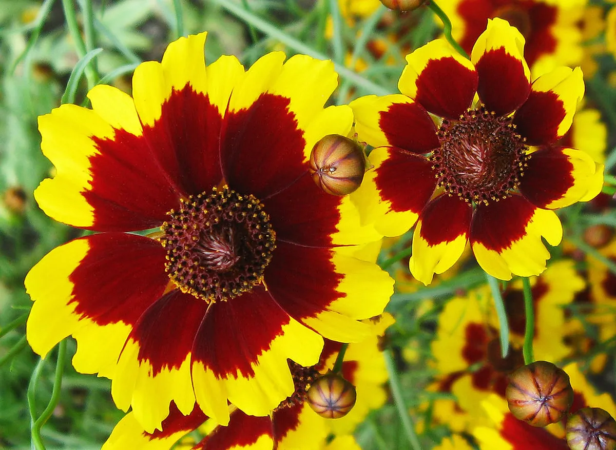 Visit Jigokudani Monkey Park from Matsumoto Guide