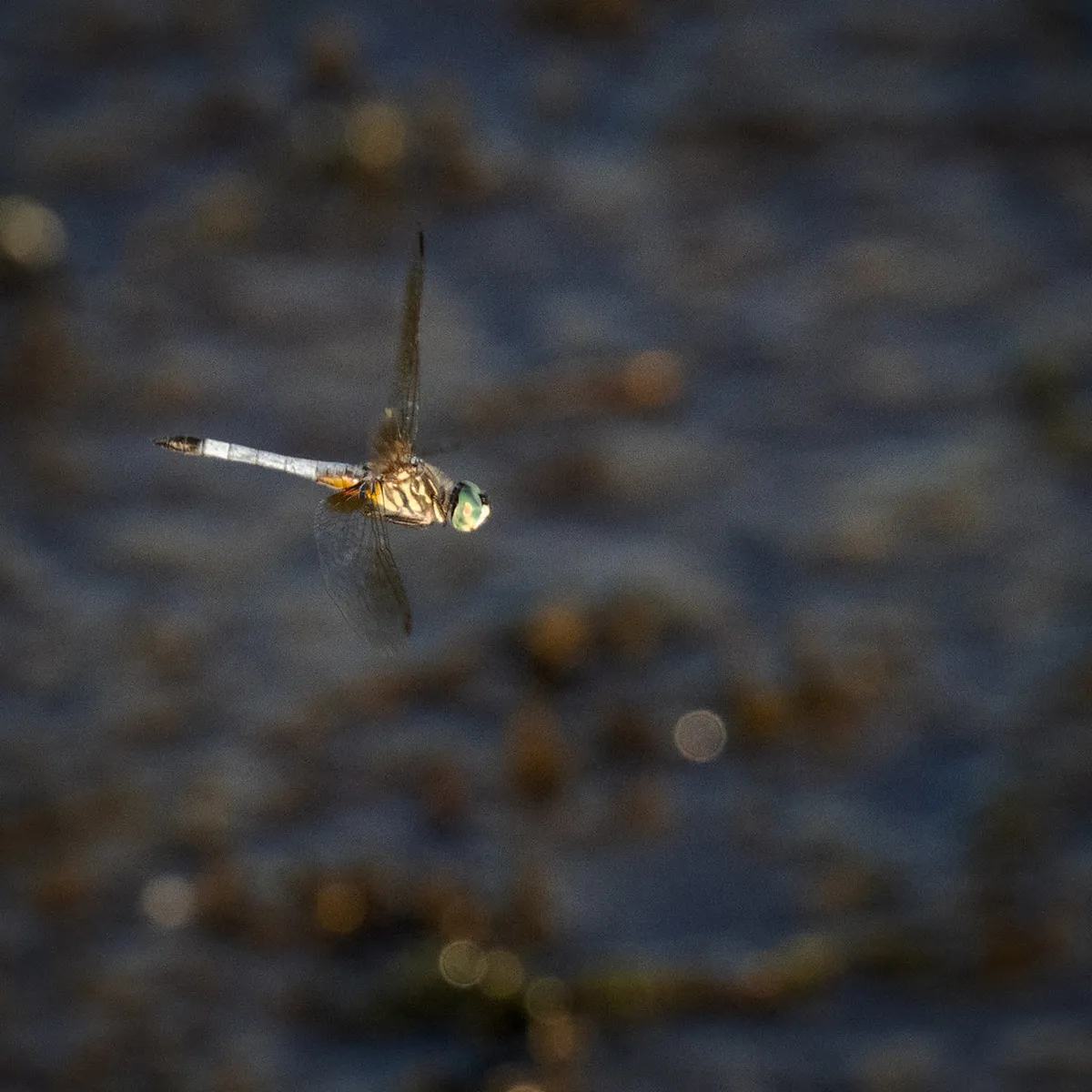 Best Tripod Spots for Nagasaki City Lights: Top 5 Views