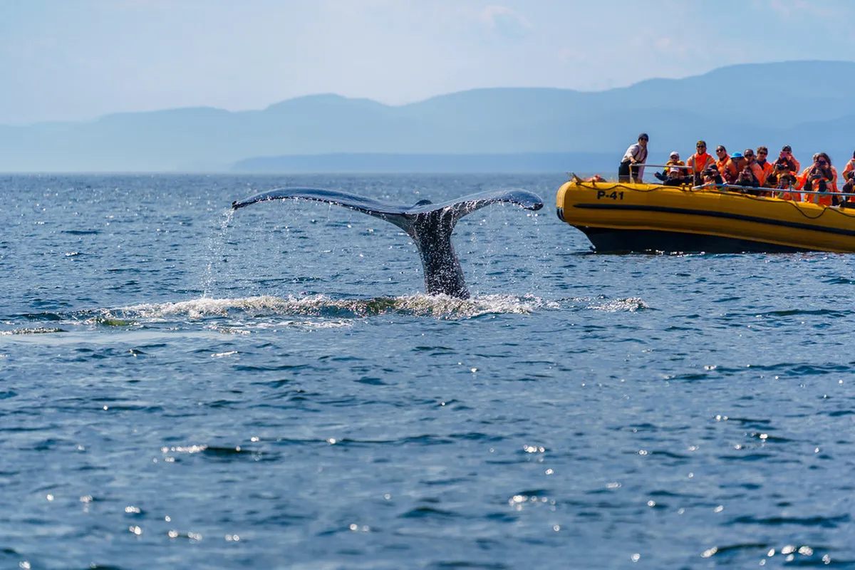 Are whale watching tours in Naha worth it? (2026 Review)