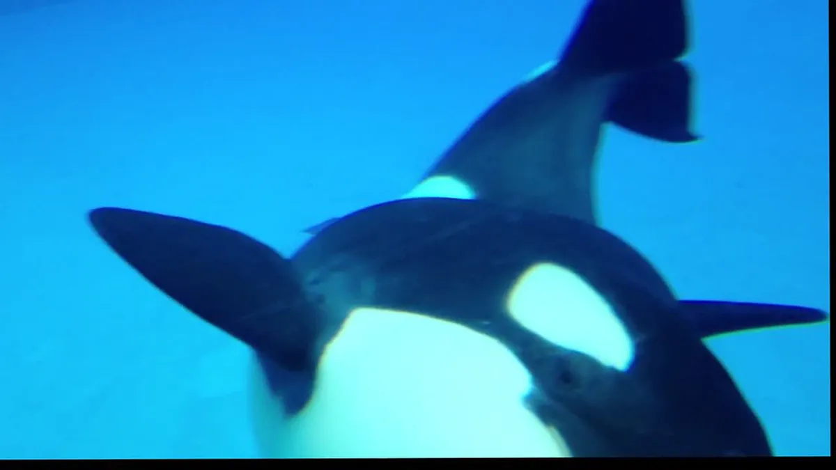 Best Time of Day for Whale Watching in Naha