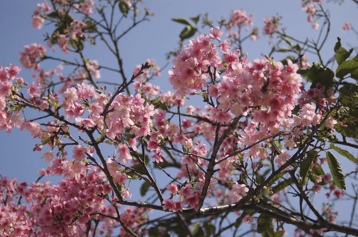 Naha Cherry Blossom Festival 2026 Official Dates