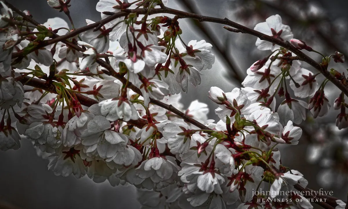 When do cherry blossoms bloom in Naha 2026?