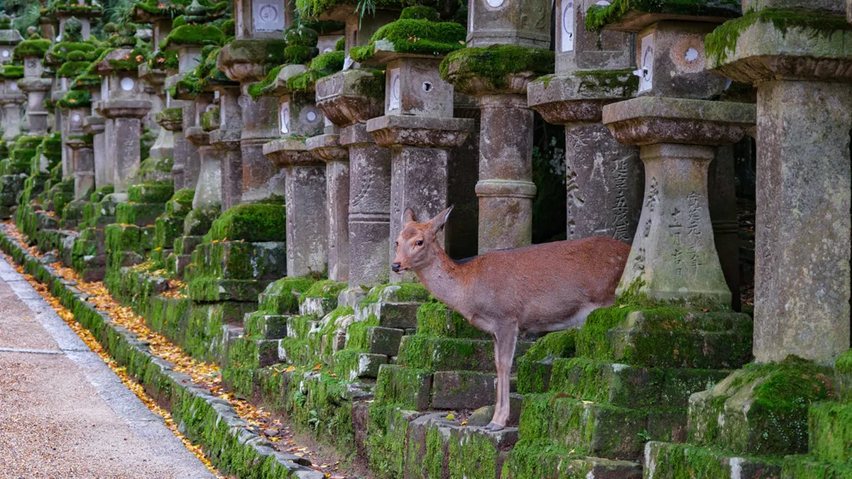 Best time to visit Kasuga Taisha lanterns