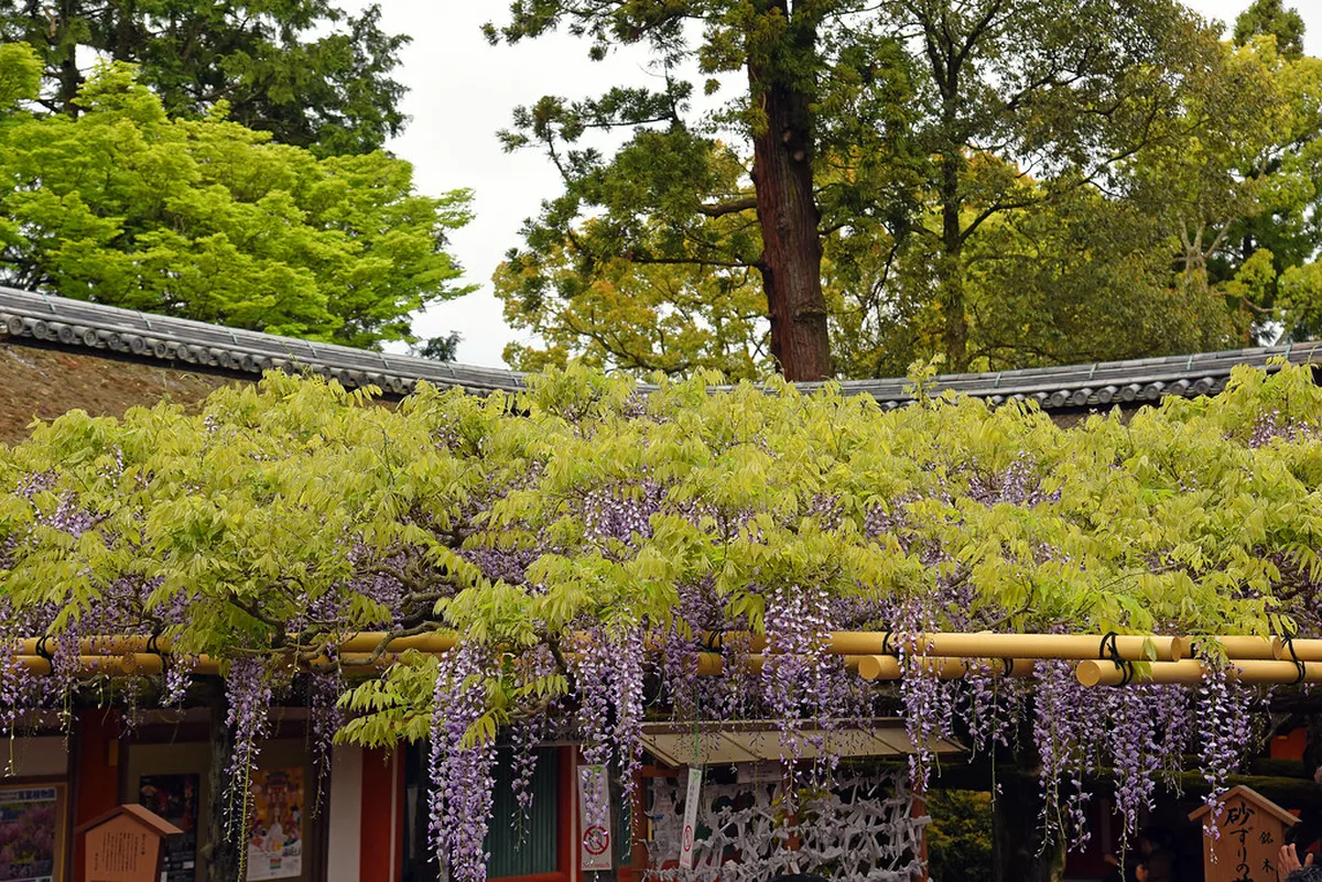Nara Setsubun Festival Locations 2026