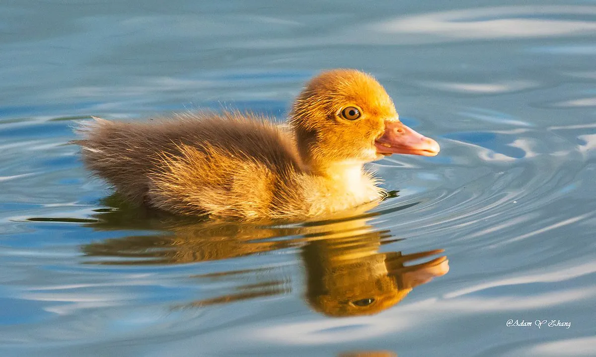 What is the Wakakusa Yamayaki 2026 Date in Nara?