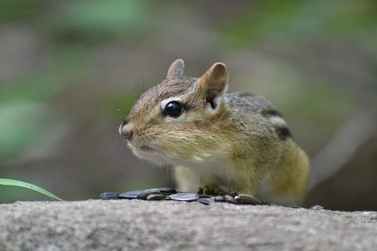 How to visit Niseko shrines for New Year 2026
