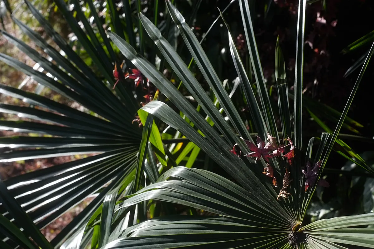 Kamakura Winter Illumination Day Trip Guide From Yokohama