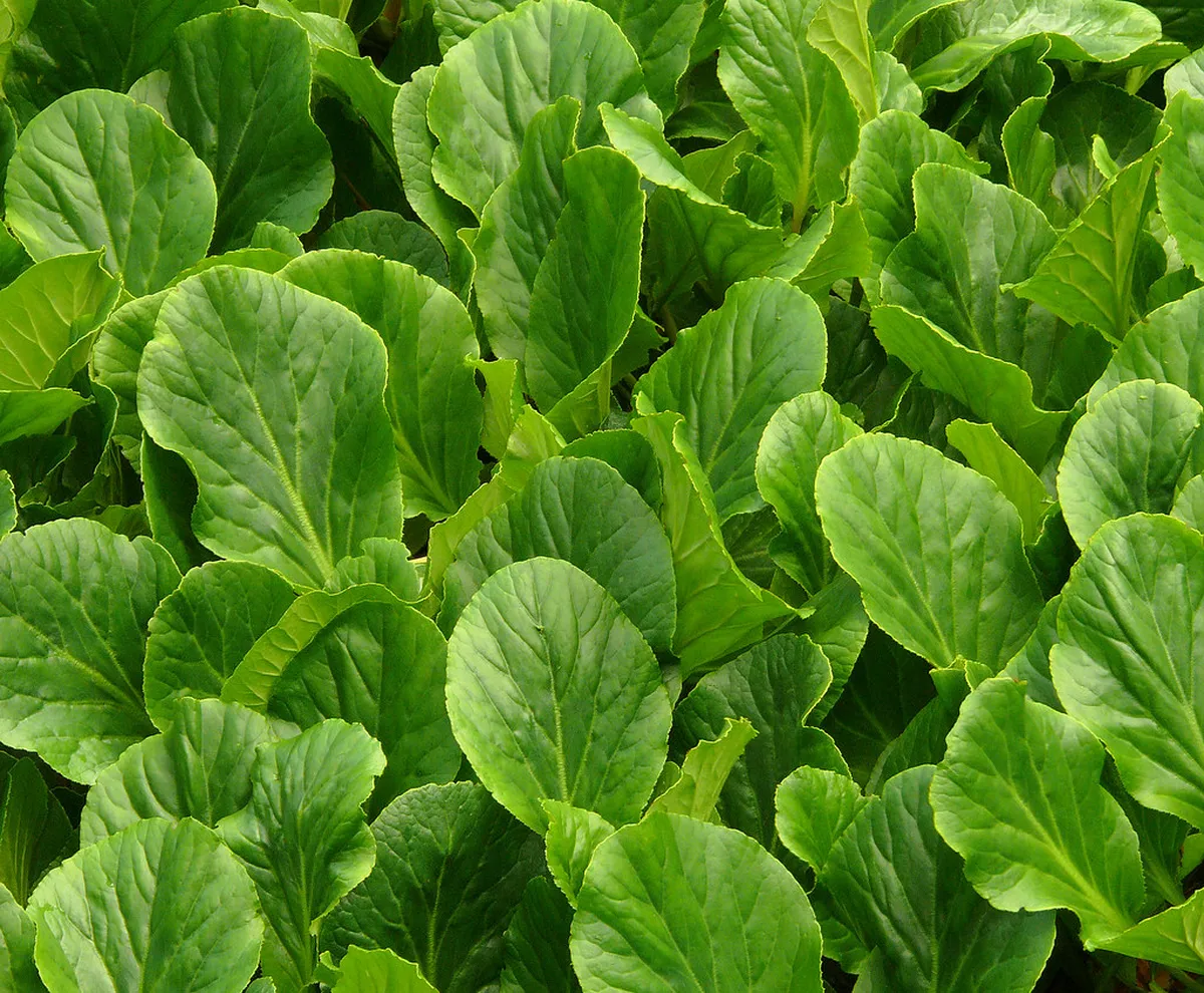 7 Best Bergen Winter Food Experiences for 2026