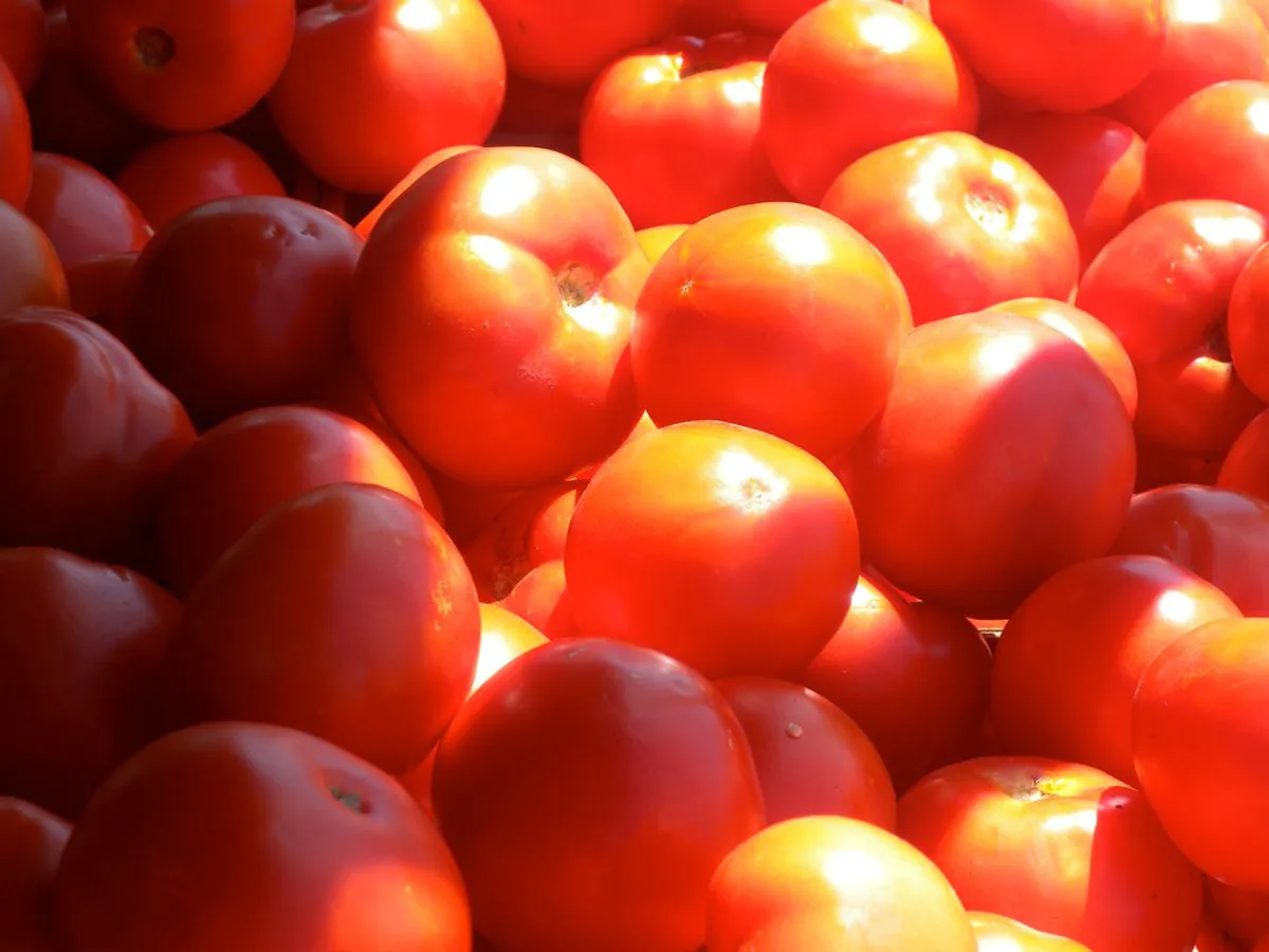 Bodø Food Market Winter Opening Hours 2026 Guide