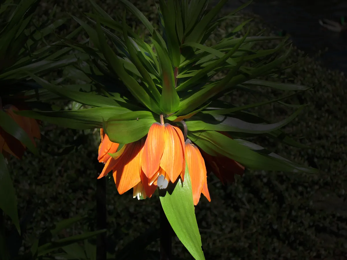 Seeing the Northern Lights in Stavanger Norway: 2026 Guide