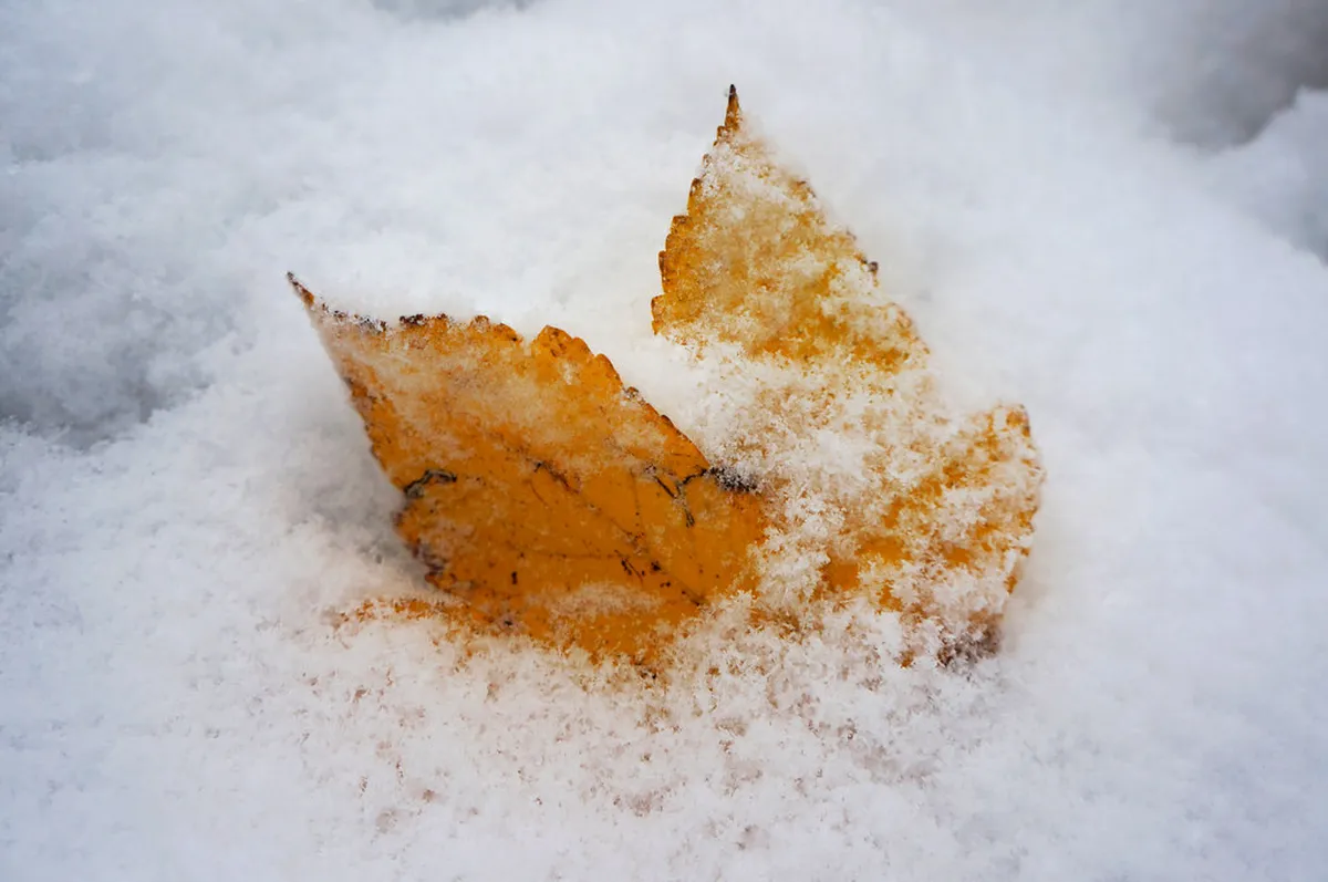 Basel Winter Food Guide 2026: Best Places to Eat