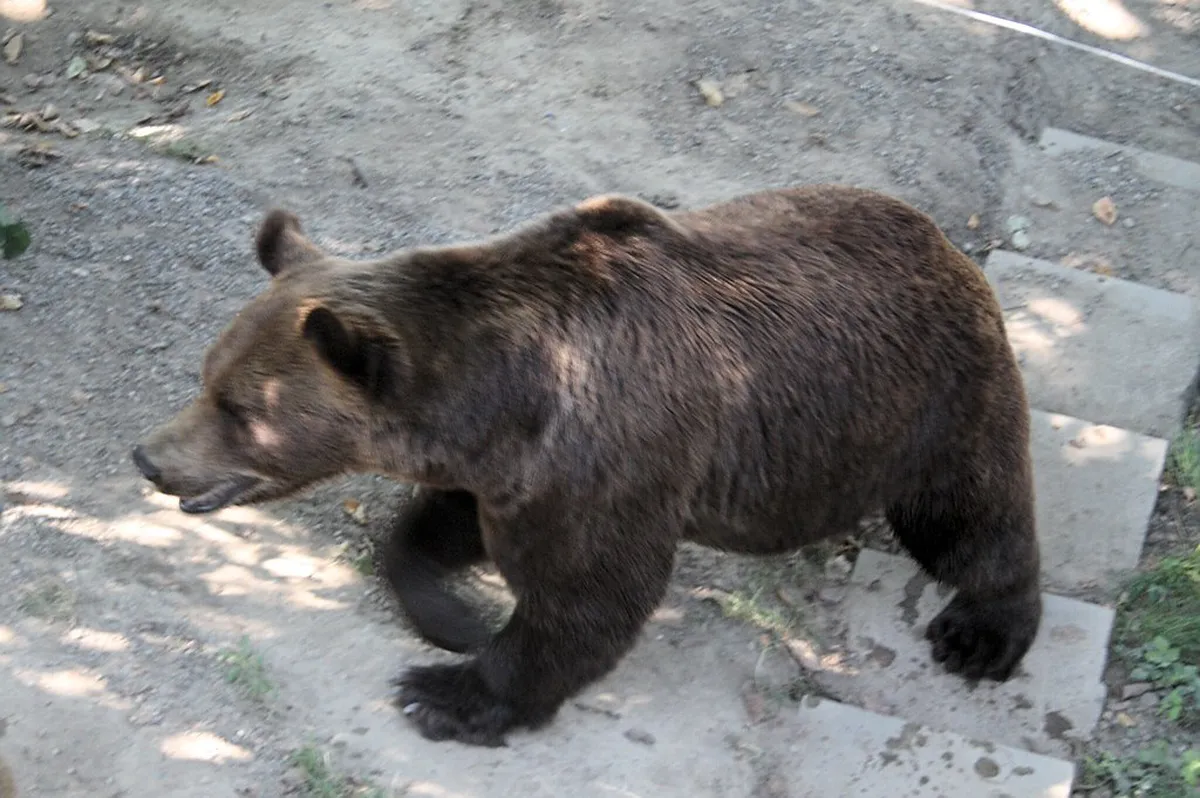 Visiting the Bern Bear Park in Winter Months