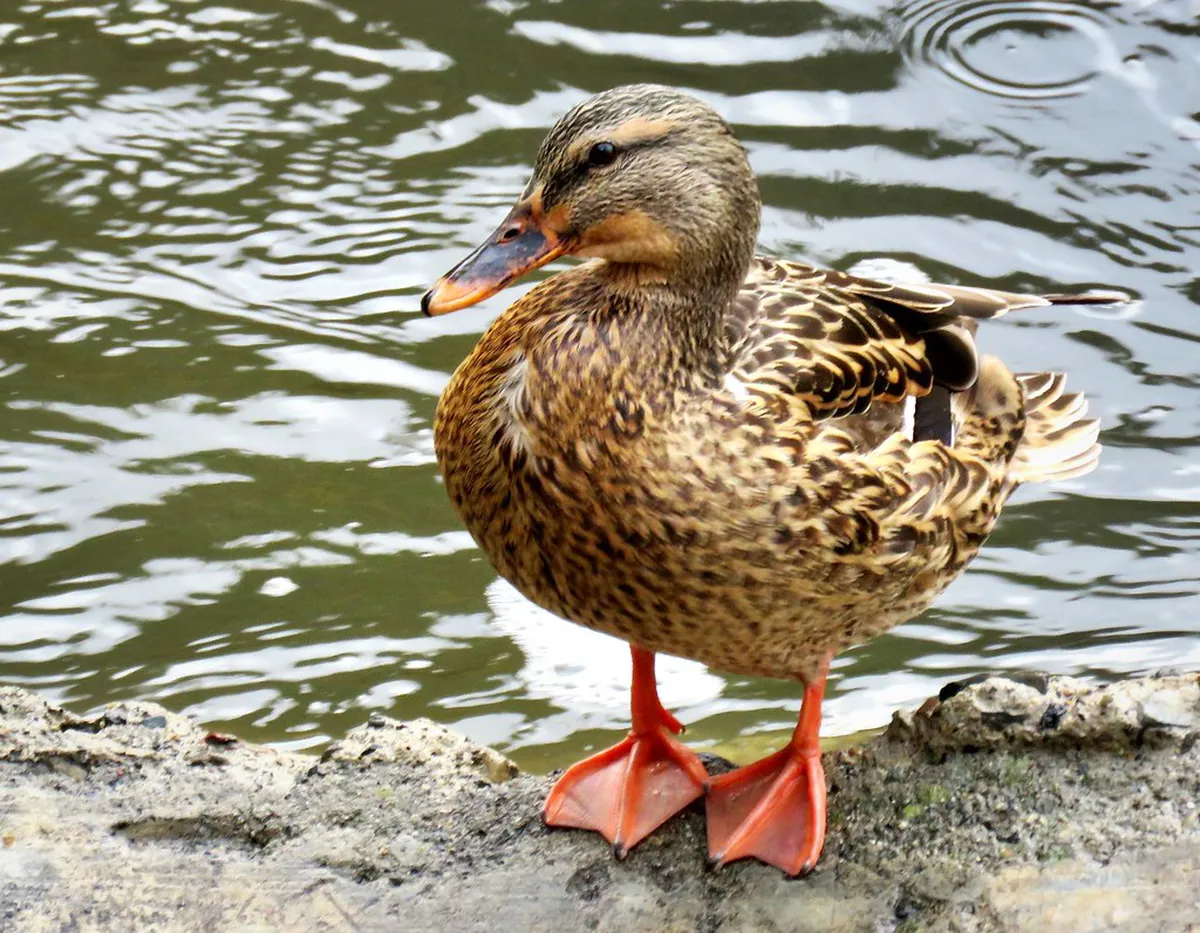 Kid Friendly Winter Workshops in Chur 2026