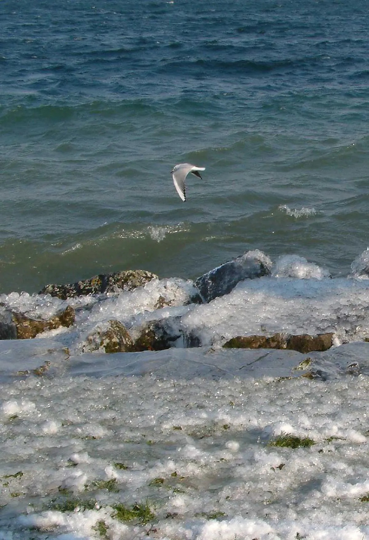 Geneva Winter Lake Cruise Schedule 2026 Guide