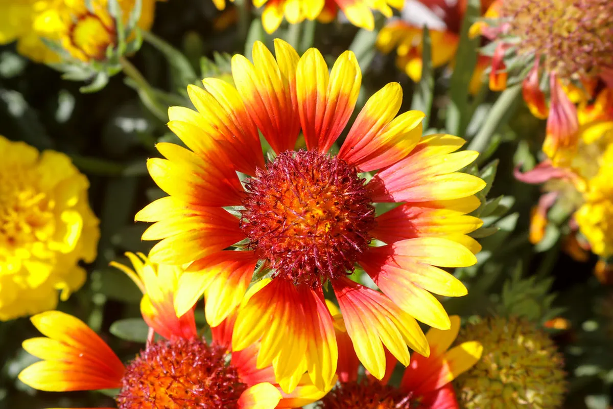 Traditional Cheese Fondue Spots in Geneva Old Town
