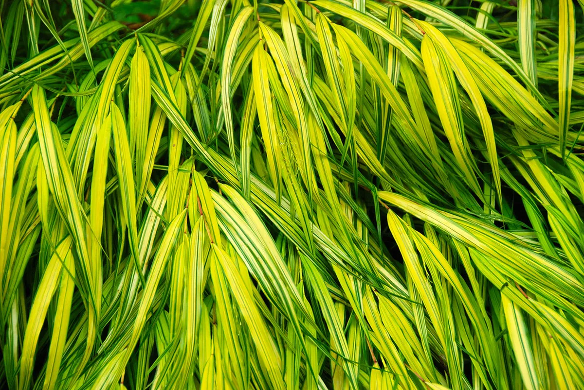 Who Were the Past Winners of Eiger Ultra Winter?