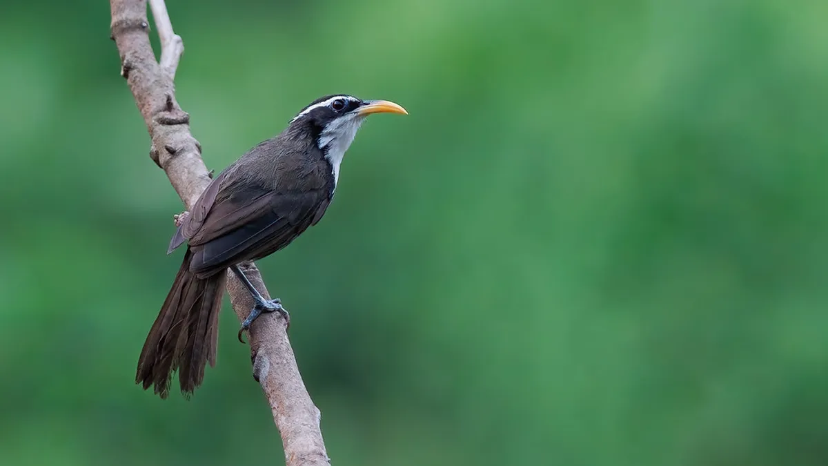 Photographing the Harder Potschete Parade Tips