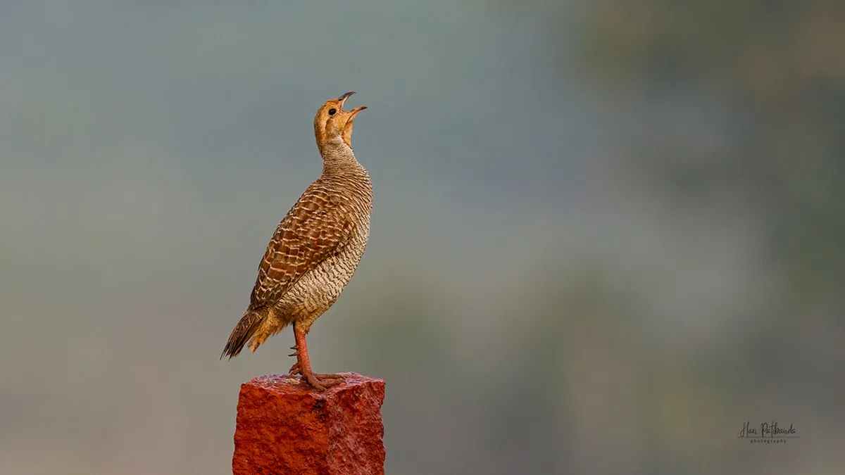 What is the Harder Potschete Parade in Interlaken?