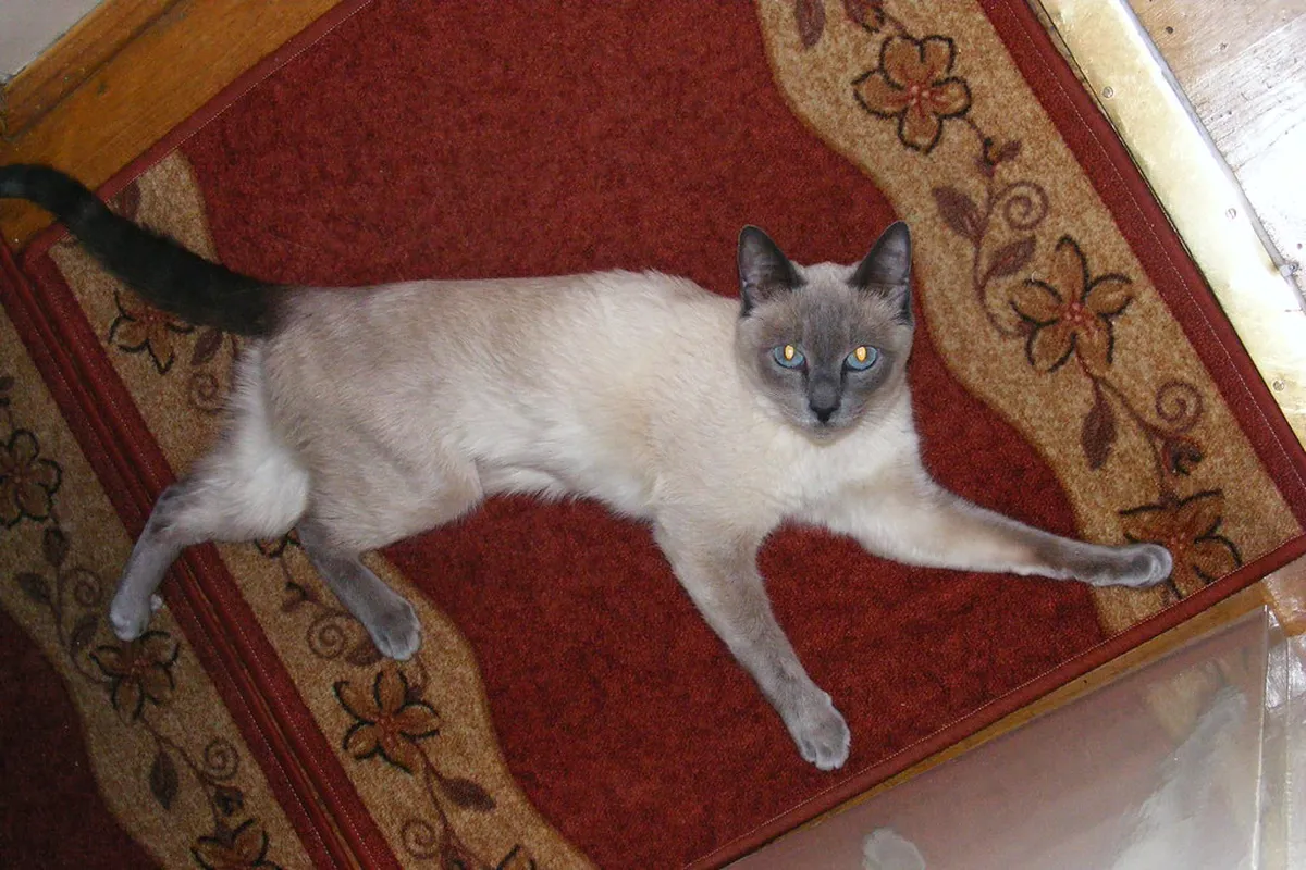 Lilu Light Festival Lucerne 2026: Complete Winter Guide