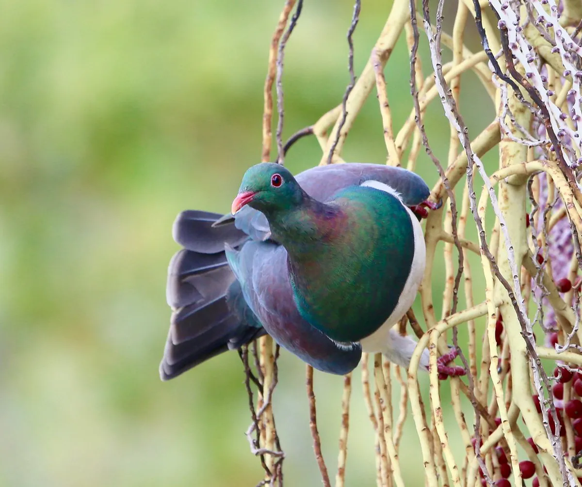 Lucerne Winter Food Markets Guide 2026