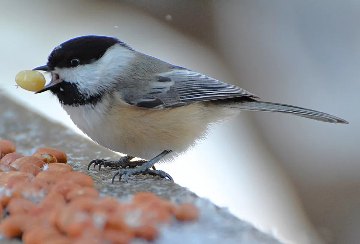 Average Temperature in Lugano During January 2026