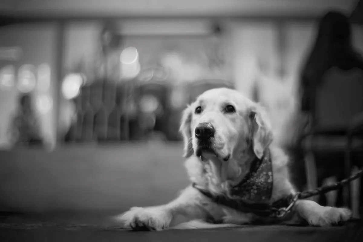 Family Friendly Performances at LAC Lugano 2026