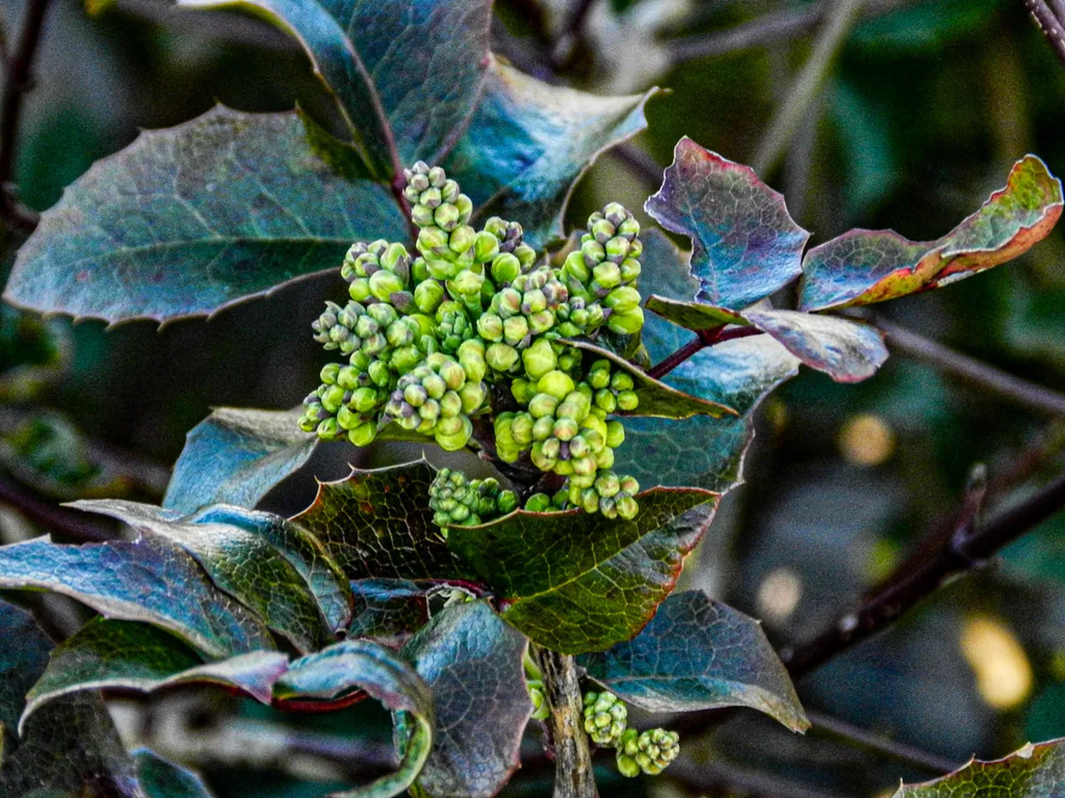 Best Food at Neuchâtel Christmas Market 2026