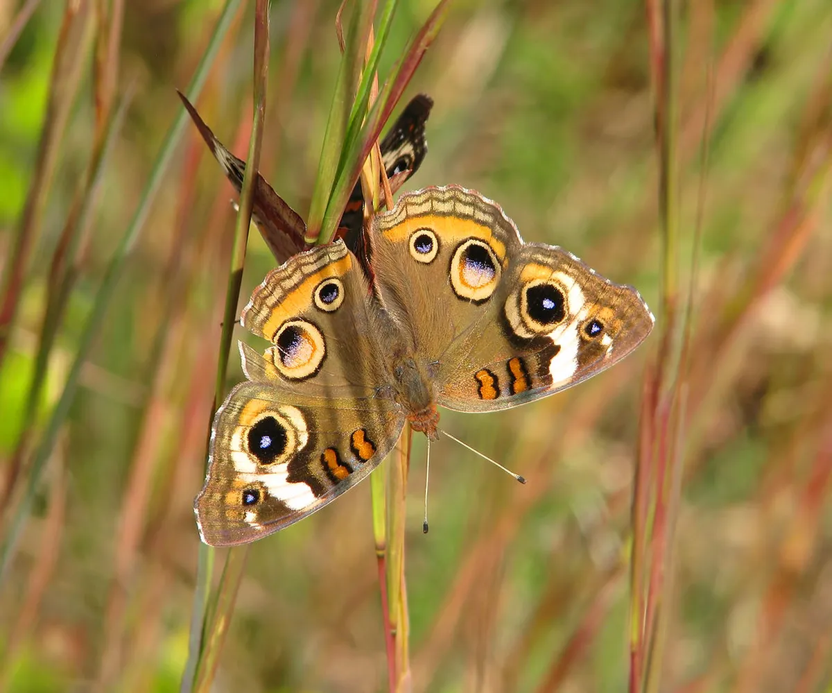 Best Spots to Watch Zermatt Carnival